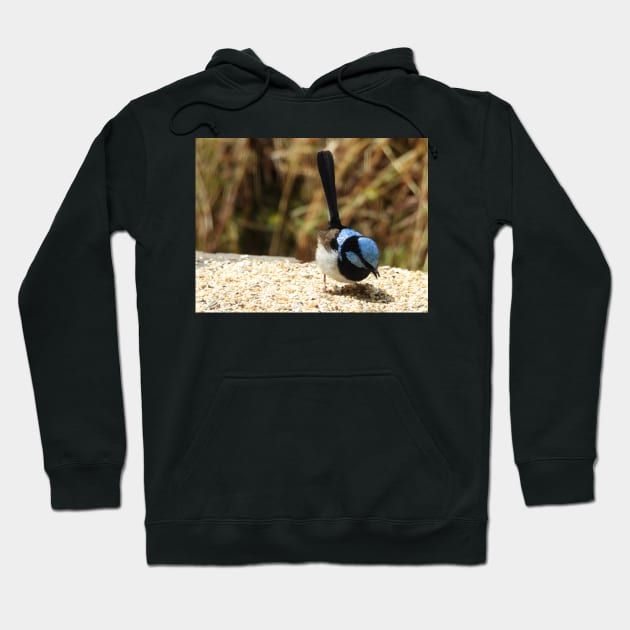 Superb Fairy Wren in Norton Summit Hoodie by claire-l-page